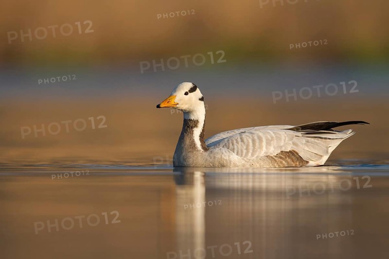 Bar-headed Goose (Anser indicus) female, Utrecht, Netherlands