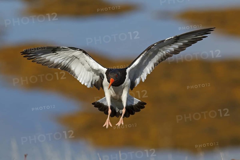 Eurasian Oystercatcher (Haematopus ostralegus) flying, Iceland