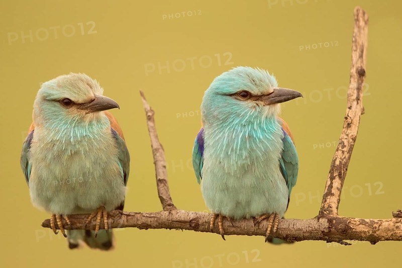 European Roller (Coracias garrulus) pair perched on a branch, Serbia