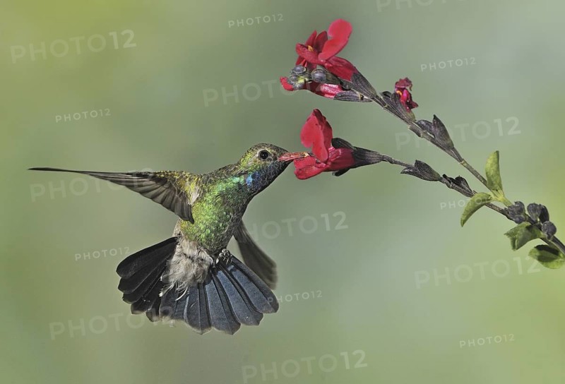Broad-billed Hummingbird (Cynanthus latirostris), Arizona, USA