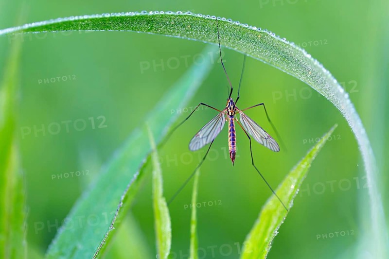 Nephrotoma appendiculata, (Nephrotoma appendiculata), animals, insects, gnats, Lake Neusiedl, Andau, Burgenland, Austria