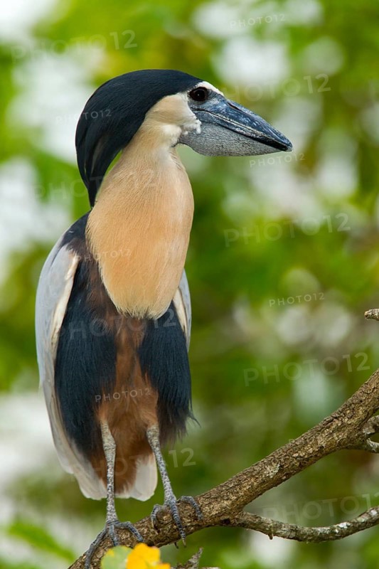Boat-billed Heron Cochlearius cochlerius San Blas, Nayarit, Mexico 7 June Adult Ardeidae