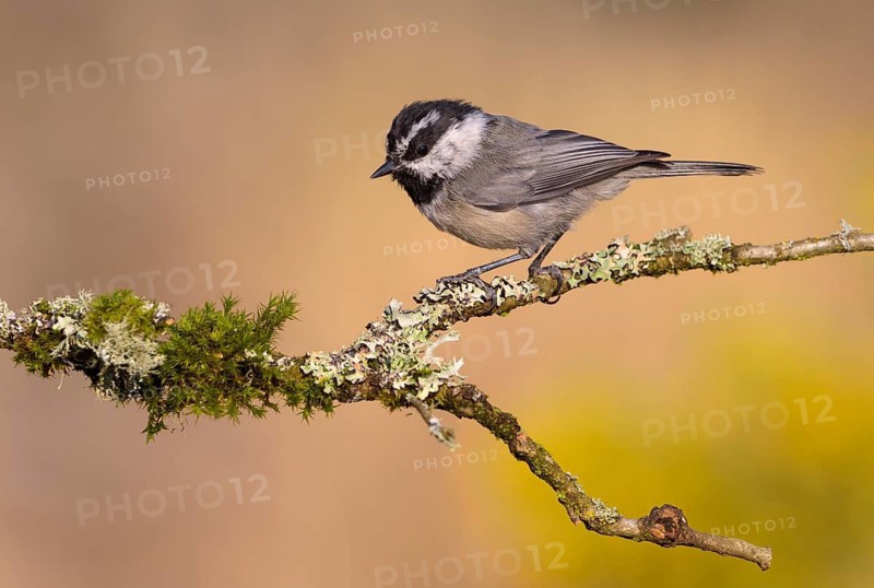 Mountain Chickadee (Poecile gambeli), Oregon, USA
