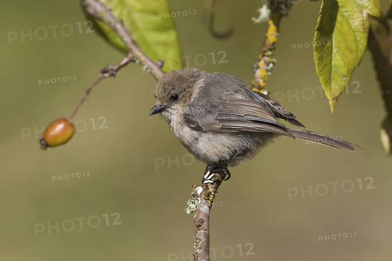 American Bushtit (Psaltriparus minimus), British Columbia, Canada
