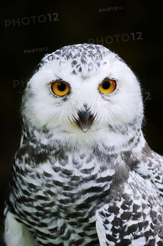 Snowy Owl (Bubo scandiacus, Nyctea scandiaca), immature, calling, portrait, captive, Germany