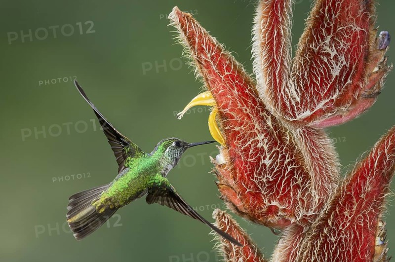 White-bellied Mountain Gem (Lampornis hemileucus), Costa Rica