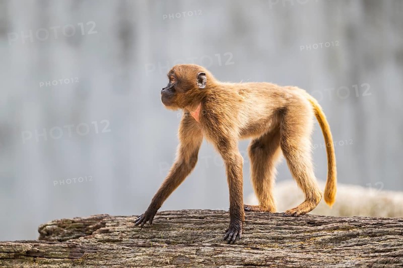 Gelada (Theropithecus gelada) standing on an old tree trunk, captive, Germany