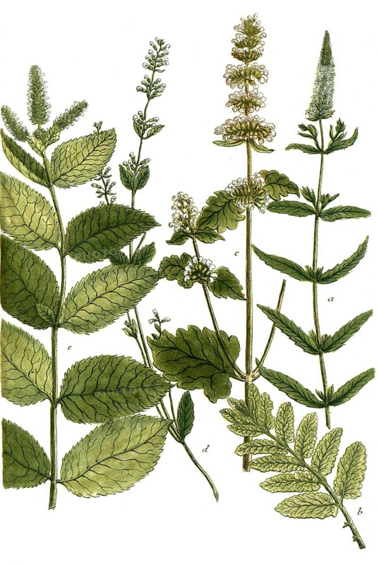 Botany, plants, a. mentha spicata flore albo, b. mentha cataria, c. mentha cataria major vulgaris, catnip, d. mentha nepeta minor, stone mint, e. menthstrum hortense, large garden mint