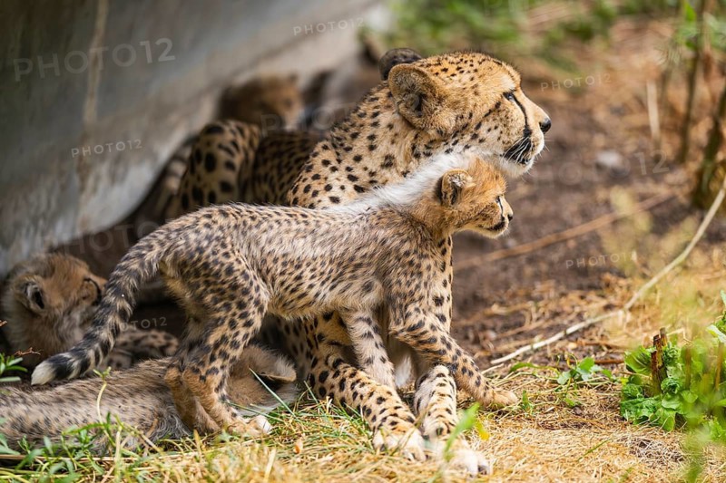 Cheetah (Acinonyx jubatus) mother with her youngster, captive, occurrence Africa
