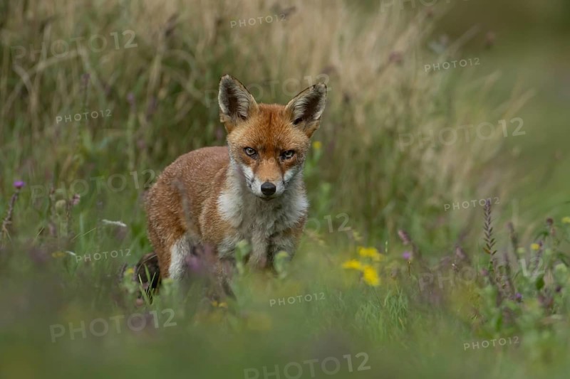 Red fox (Vulpes vulpes) adult animal in countryside grassland with wildflowers in summer, England, United Kingdom