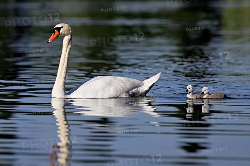 Mute swan (Cygnus olor), male with two chicks swimming in Lake Zug, Canton Zug, Switzerland