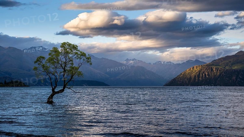Wanaka Tree in the evening, Lake Wanaka, Otago, South Island, New Zealand