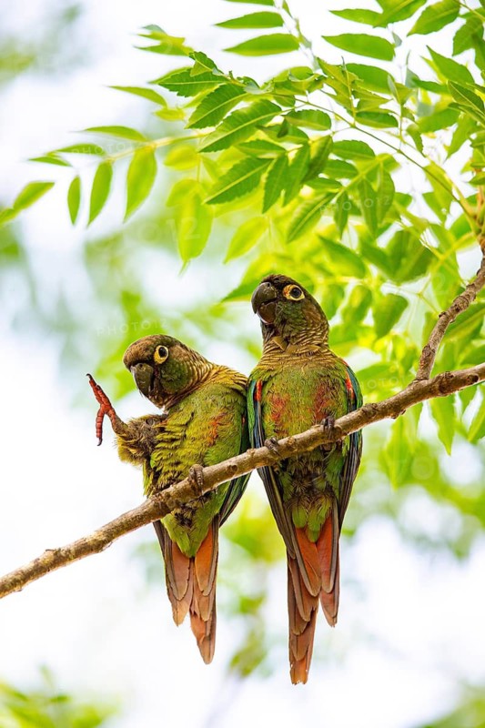 Deville Parakeet (Pyrrhura devillei) Pantanal Brazil