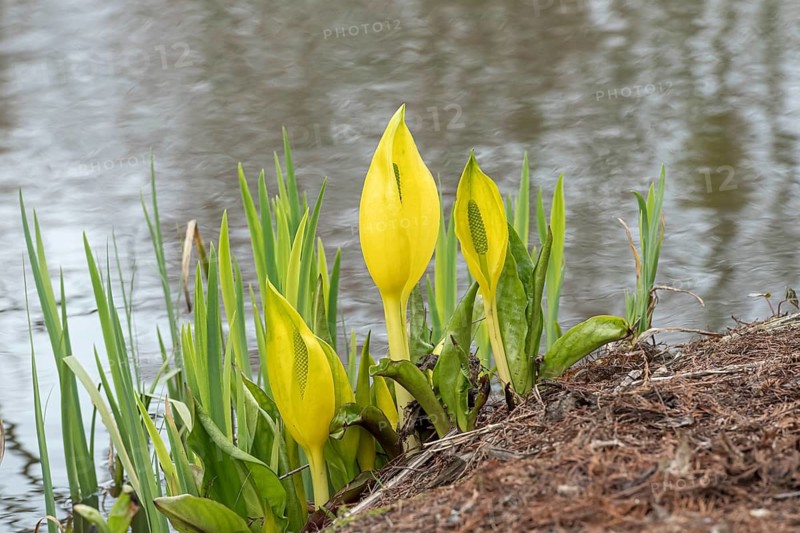 Yellow false calla (Lysichiton americanus), Ellerhoop Tree Park, Germany