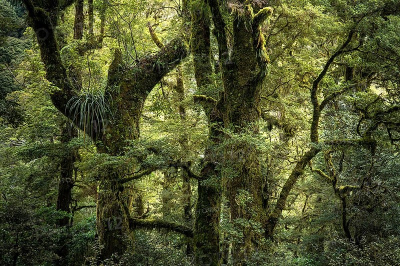 Wooded landscape with mossy gnarled trees. Fiordland National Park, Southland Region, South Island, New Zealand