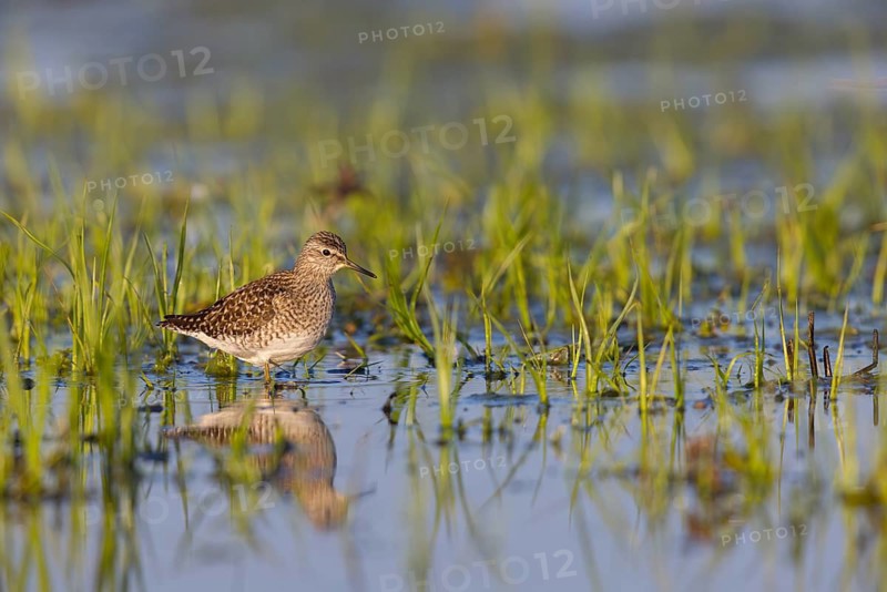 Wood sandpiper (Tringa glareola), Chevalier sylvain, Andarríos Bastardo, Raysut, Salalah, Sohar, Oman