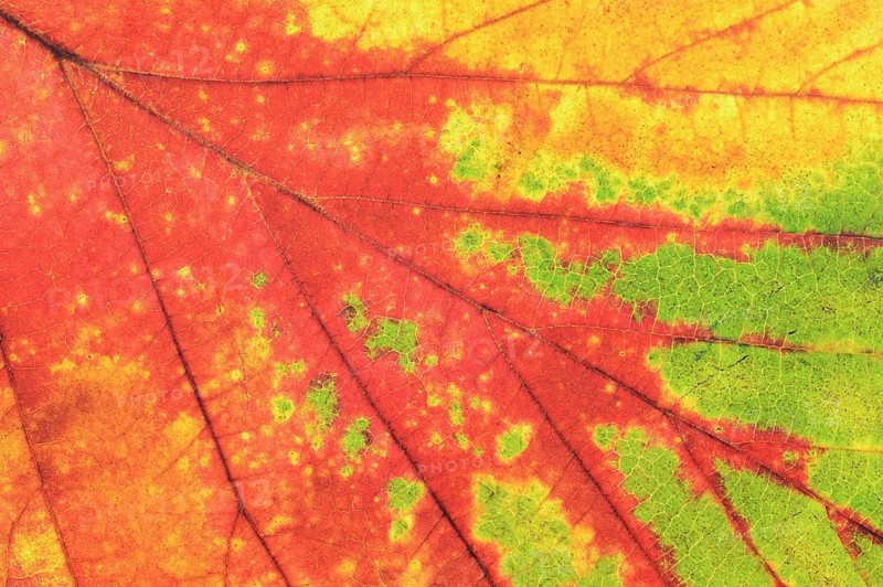 Persian ironwood (Parrotia persica), detail of leaf in autumn, North Rhine-Westphalia, Germany