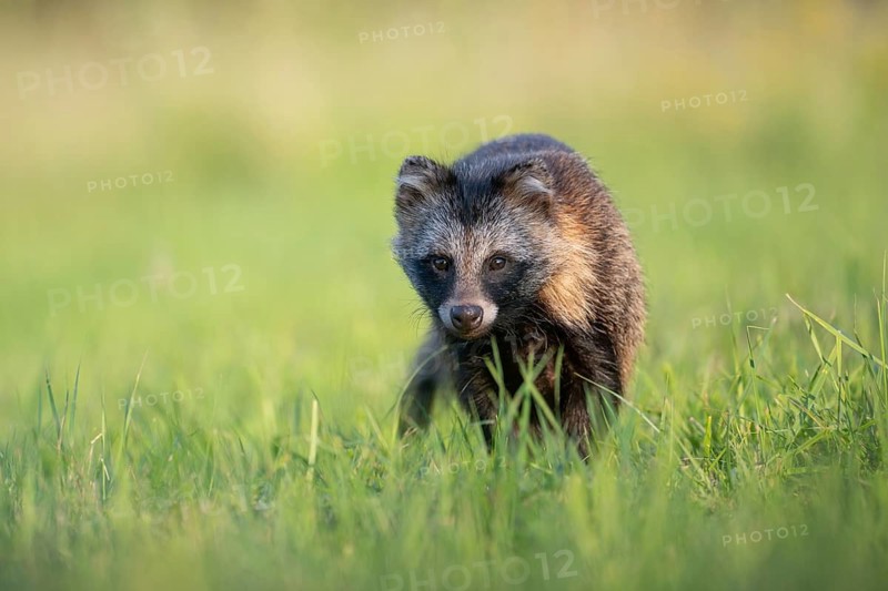 Raccoon dog (Nyctereutes procyonoides) looking curiously at a forest clearing, portrait, Podlaskie Voivodeship, Poland