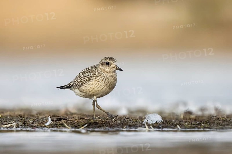 Grey Plover (Pluvialis squatarola), North-Rhine Westphalia, Germany