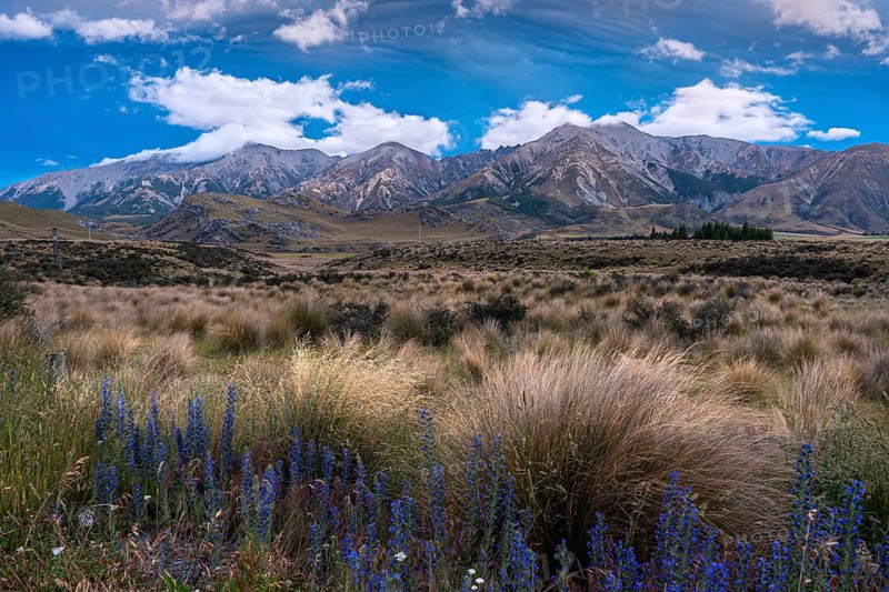 Dramatic cloudscape, mountain landscape and tussock grass, blue flowering viper's bugloss (Echium vulgare) in the foreground, sunset. Castle Hill and Torlesse Range area, Torlesse Tussocklands Park (Korowai), Canterbury South Island, New Zealand