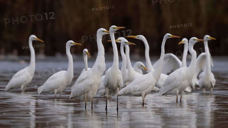Great Egret (Ardea alba) group, Saxony-Anhalt, Germany