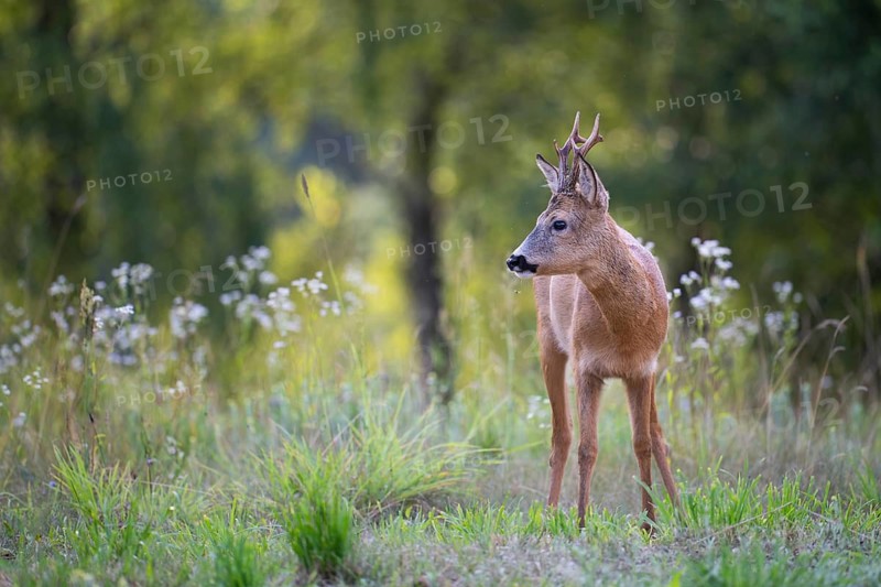 Roe deer (Capreolus capreolus), roebuck standing in a forest clearing. Tyrol, Austria
