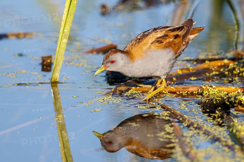 Little Crake (Porzana parva) male foraging, Lesvos, Greece
