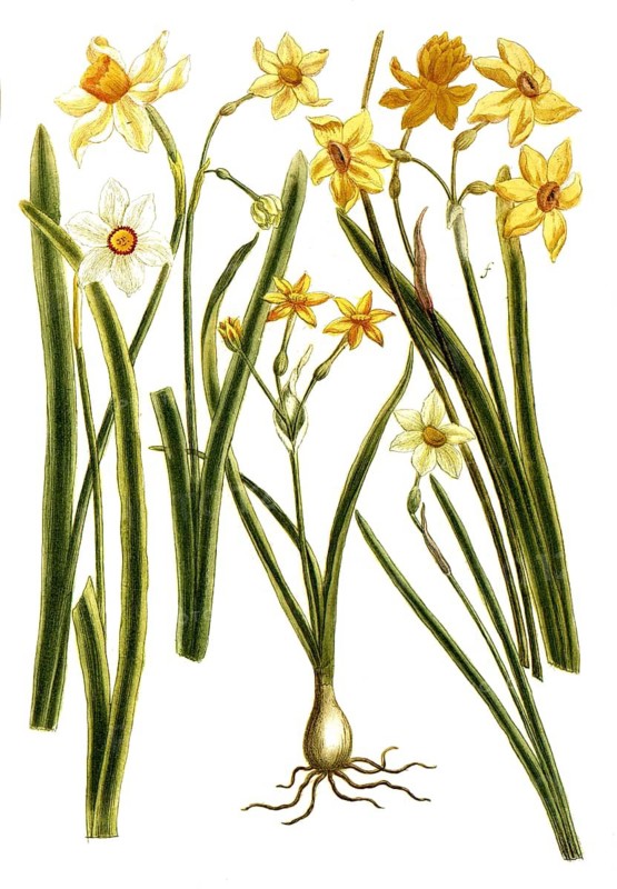 Botany, plants, narcissus, various daffodils