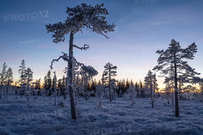 Thick frosted pines and spruces in swamps at dusk, Norrbotten, Lapland, Sweden, November 2022