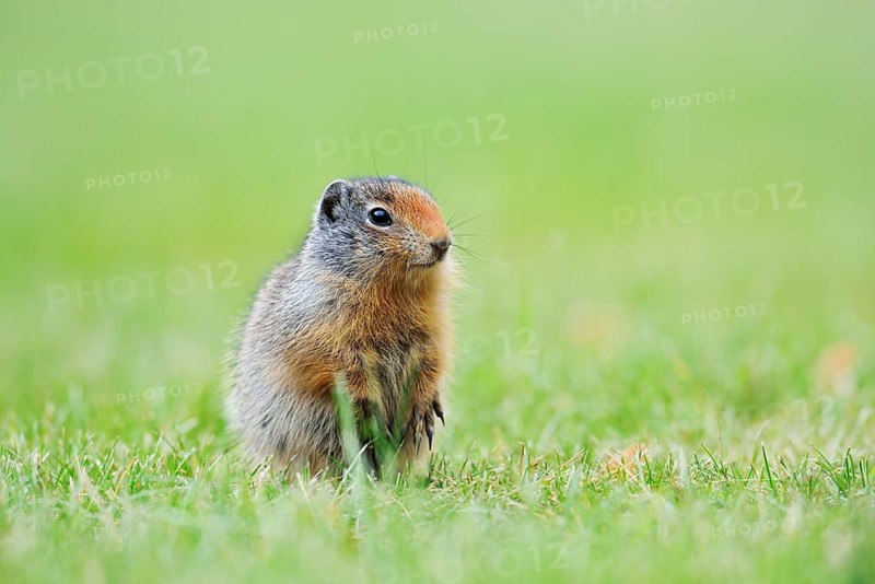 Columbia ground squirrel (Urocitellus columbianus, Spermophilus columbianus), juvenile, Waterton Lakes National Park, Alberta, Canada