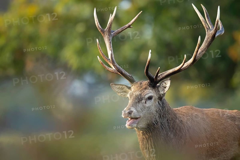 Red deer (Cervus elaphus) adult male stag animal roaring with its mouth open during the annual rut in autumn, England, United Kingdom