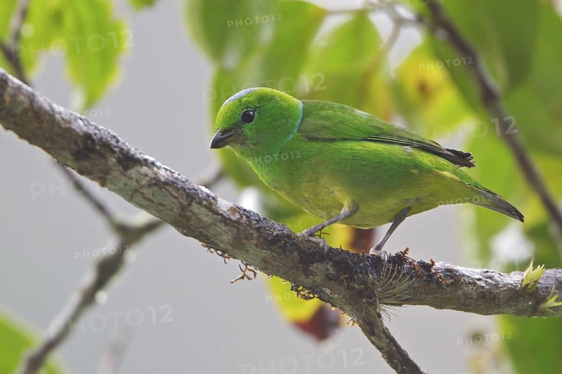 Golden-browed Clorophonia (Chlorophonia callophrys) perched on a branch in Costa Rica, Central America