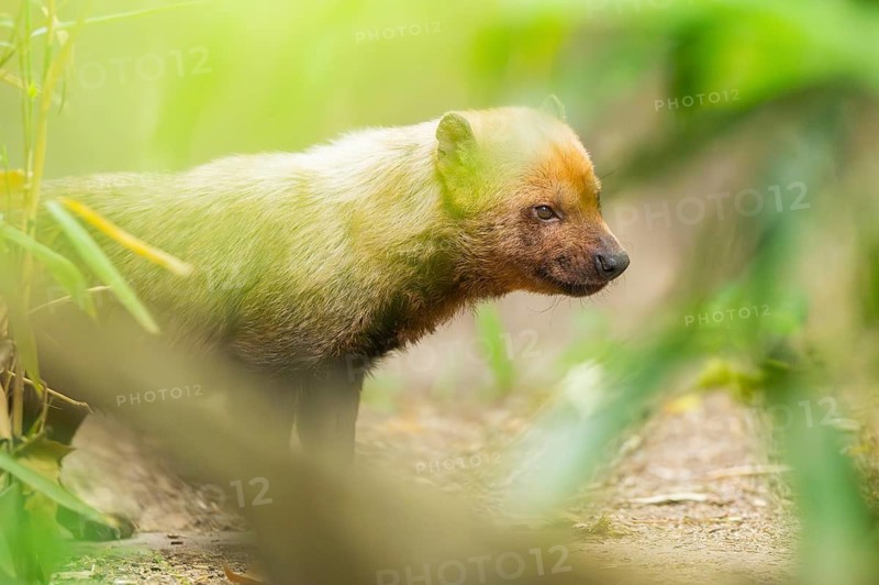 Bush dog (Speothos venaticus) standing on the ground behind bushes, captive