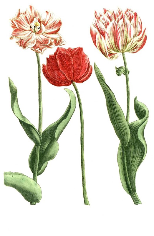 Botany, plants, Tulipa rubra and Tulipa flore pleno versicolor