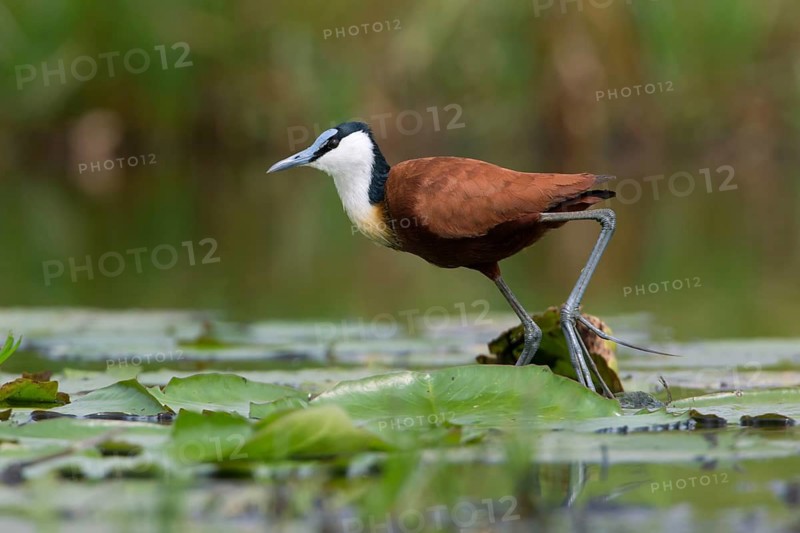 African Jacana (Actophilornis africanus) foraging, Uganda