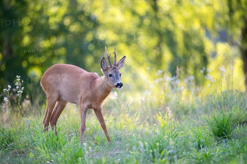Roe deer (Capreolus capreolus), roebuck in a forest clearing, Tyrol, Austria