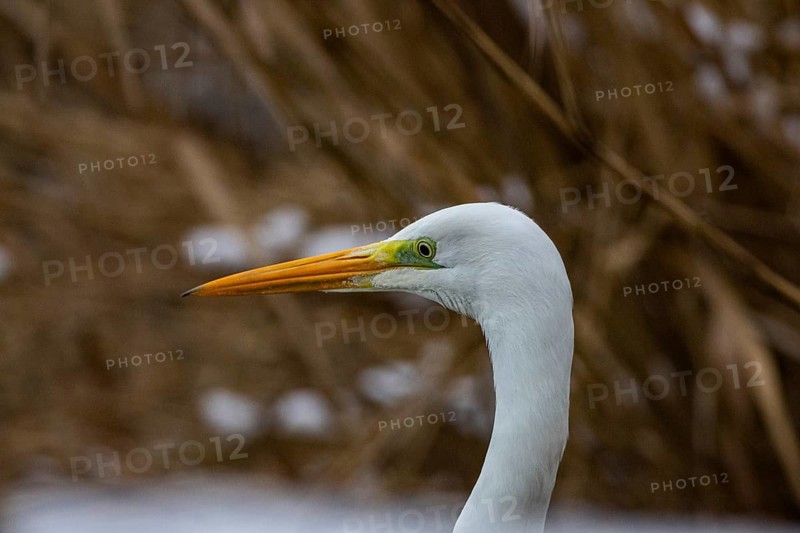 Great White Egret (Egretta alba) Germany