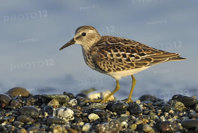 Least Sandpiper (Calidris minutilla), British Columbia, Canada