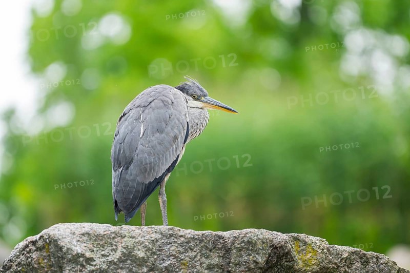 Grey heron (Ardea cinerea) standing on a rock, Bavaria, Germany