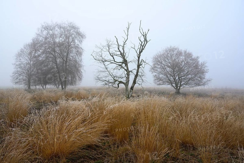 Birches in winter Rehdener Geestmoor in fog, Diepholzer Moorniederung, Rehden, Lower Saxony, Germany