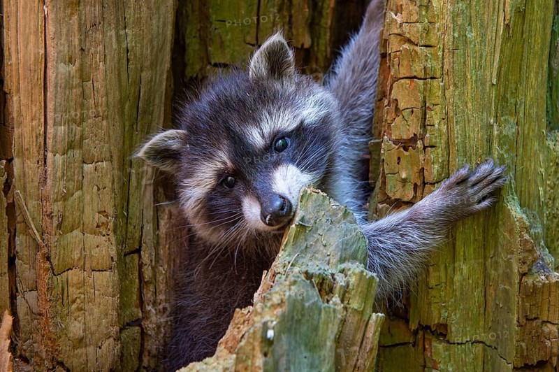 Young raccoon (Procyon lotor) on a discovery tour, Steinhagen, North Rhine-Westphalia, Germany