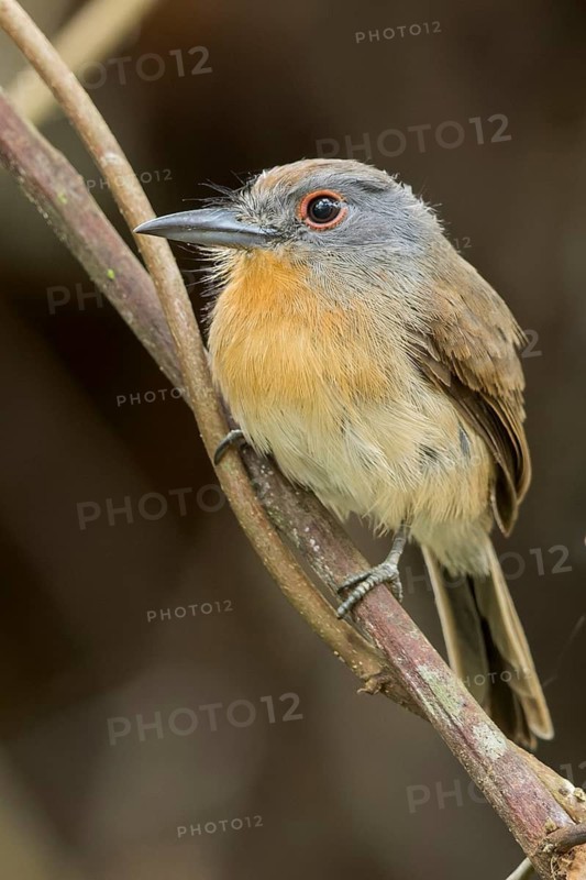 Grey-cheeked Nunlet (Nonnula frontalis) perched on a branch in Panama