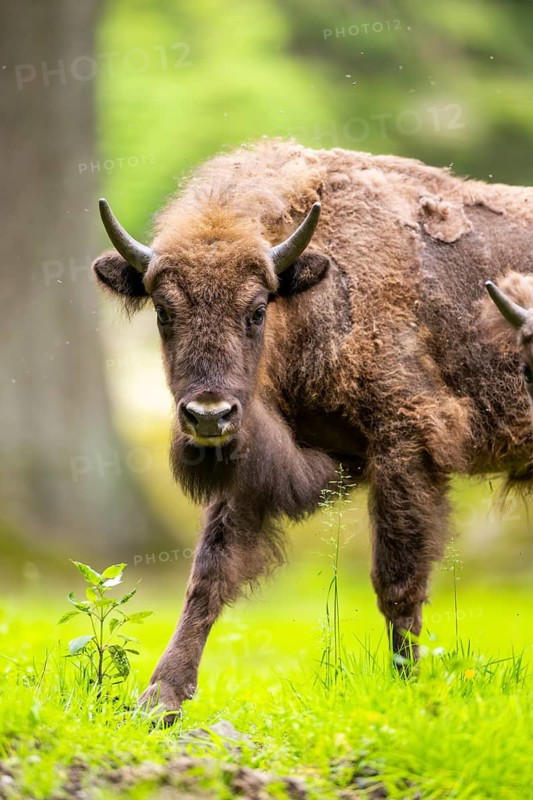 European bison (Bison bonasus) walking on a meadow in summer, Bavarian Forest, Germany