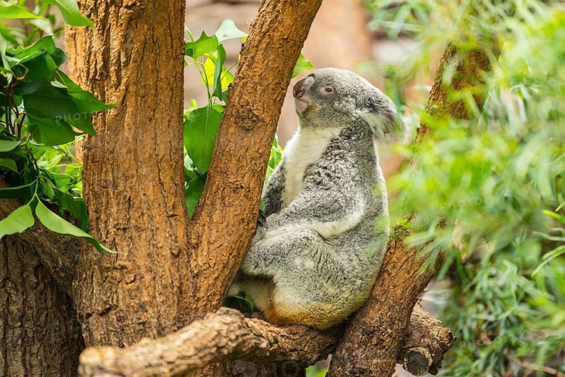 Koala (Phascolarctos cinereus) sitting on a tree, captive, distribution South Australia, Australia, Oceania