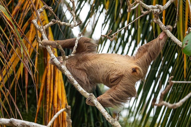 Male two toed sloth reaching and stretching across branches towards a palm frond, showing genitals. Beach, Punta Uva, Costa Rica