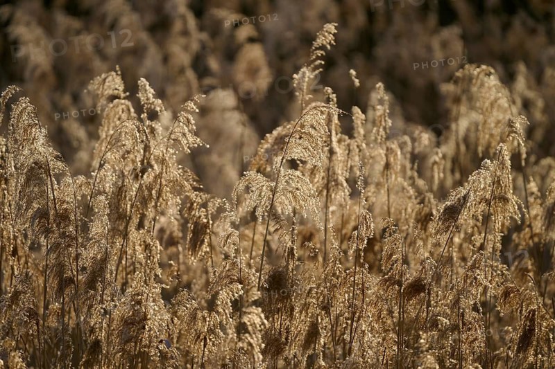 Dense reed grass field with brown stalks in an autumnal atmosphere, Vogelinsel, Altmühlsee, Muhr am See, Gunzenhausen, Franconian Lake District, Middle Franconia, Bavaria, Germany