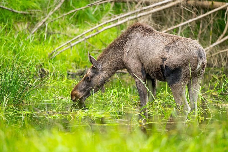 Eurasian elk (Alces alces) standing in a little swamp in early summer, Bavarian Forest, Bavaria, Germany