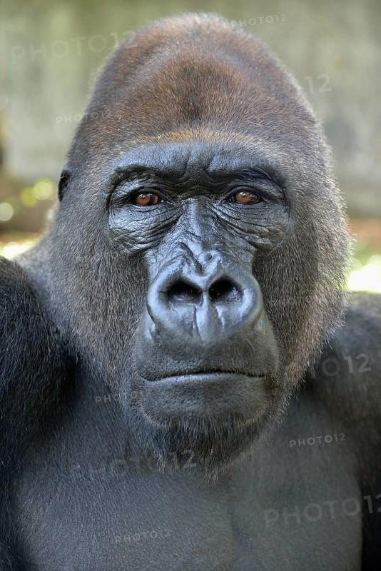 Western Lowland Gorilla (Gorilla gorilla gorilla), animal portrait, male, Silverback, captive, South-West Region, Cameroon
