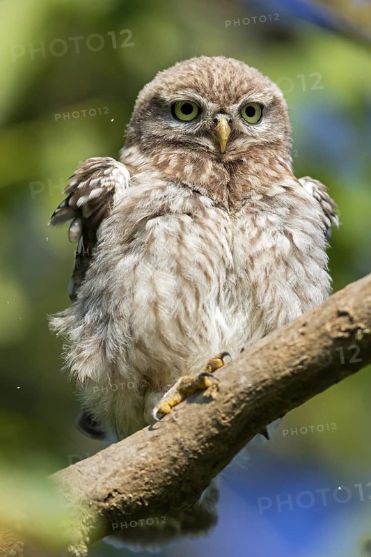 Little owl, (Athene noctua), animals, birds, owls, family of owls, Plateau Oberflörsheim, district Alzey, Rhineland-Palatinate, Federal Republic of Germany