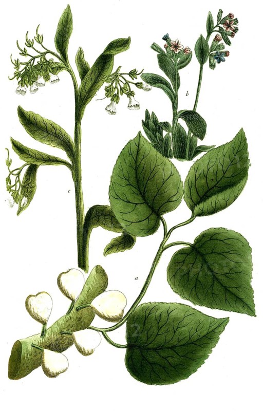 Botany, plants, a. sycomorus mulberry fig, b. symphytum maculosum, c, symphytum majus flore albo